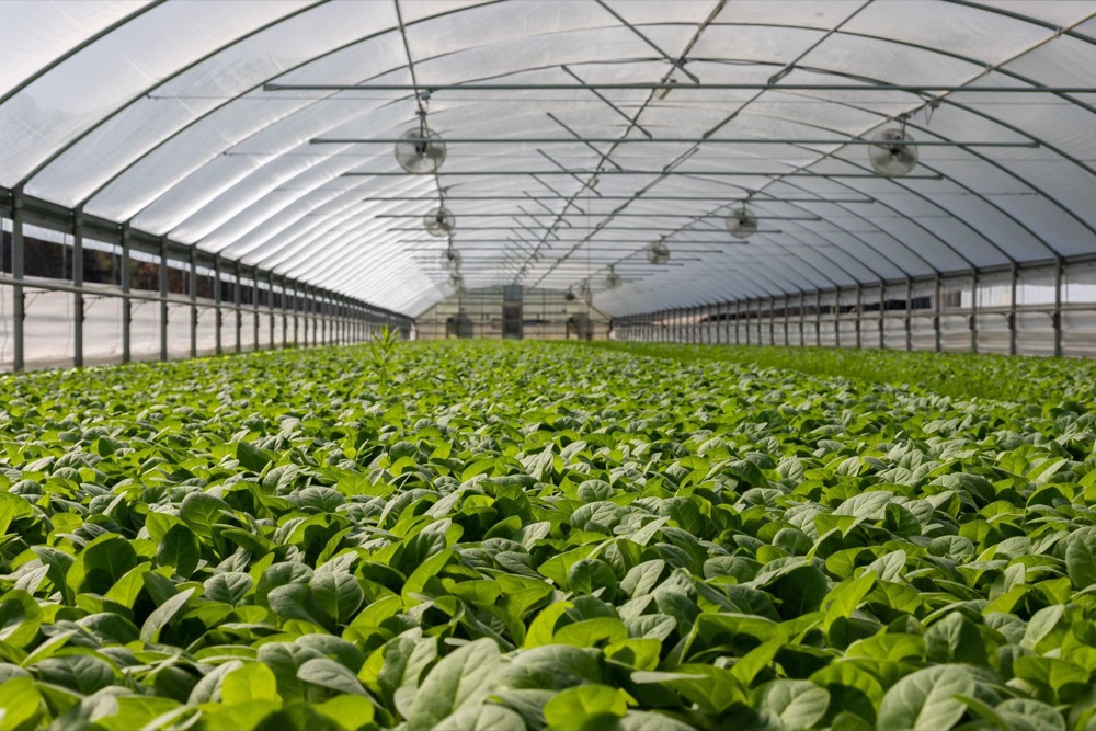Protected greenhouse cultivation at the agricultural venture